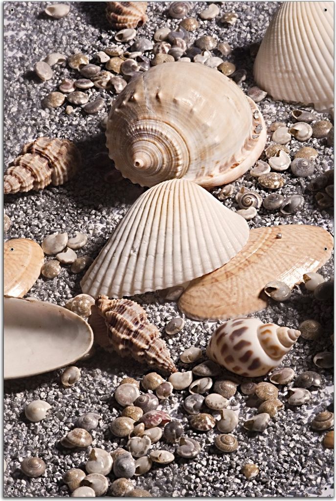Wallario Outdoor-Poster für Garten oder Balkon, Motiv Muscheln am Strand, in ca. 61 x 91,50 cm
