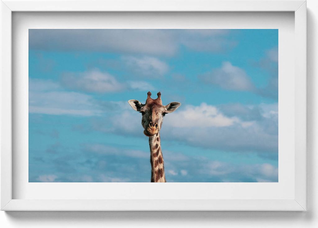 Kopf einer Giraffe gegen den Himmel– Wandbild mit Rahmen – Gerahmtes Bild – Wanddekoration – 60x40 cm – Schwarz Rahmen