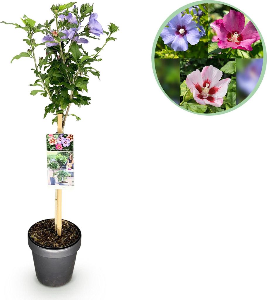 GreenboutiQ - Gartenpflanze - Hibiscus syriacus Tricolour - Produktbild 