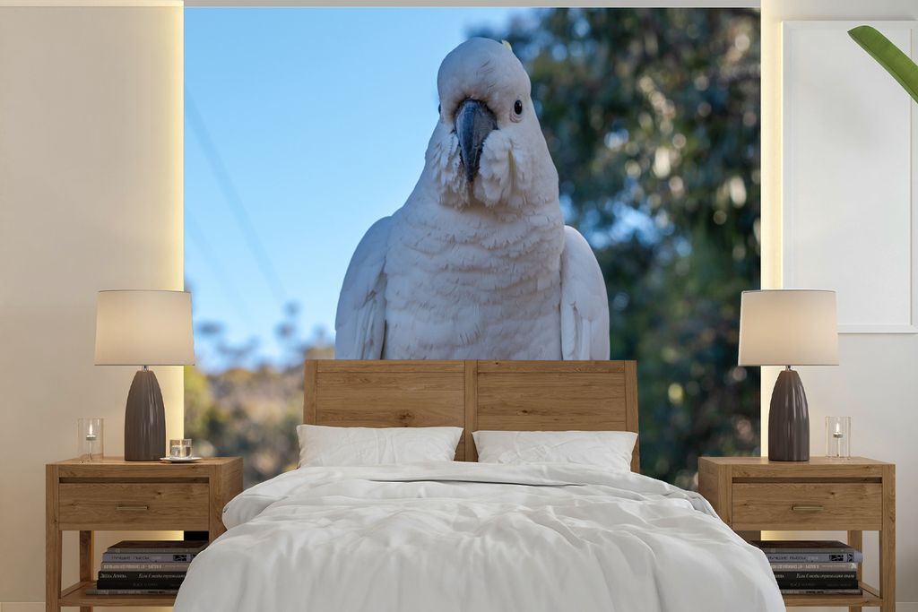 MuchoWow Fototapete für Wohnzimmer oder Schlafzimmer Wandtapete Vinyl Motivtapete Ein weißer Kakadu schaut direkt in die Kamera - 240x240 cm - ...