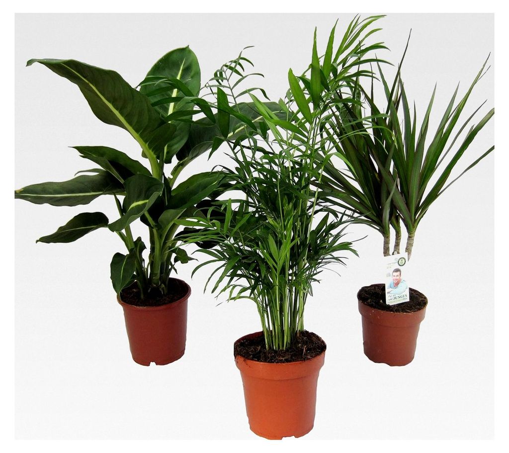 Zimmerpflanzen Set mit Dieffenbachie, Zimmerpalme und Drachenbaum, 10-12 cm Topf