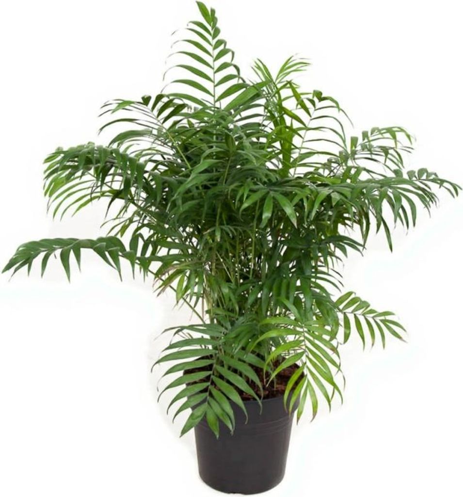 Bergpalme Chamaedorea Elegans - Zimmerpflanze im 24 cm Topf, 100 cm Höhe