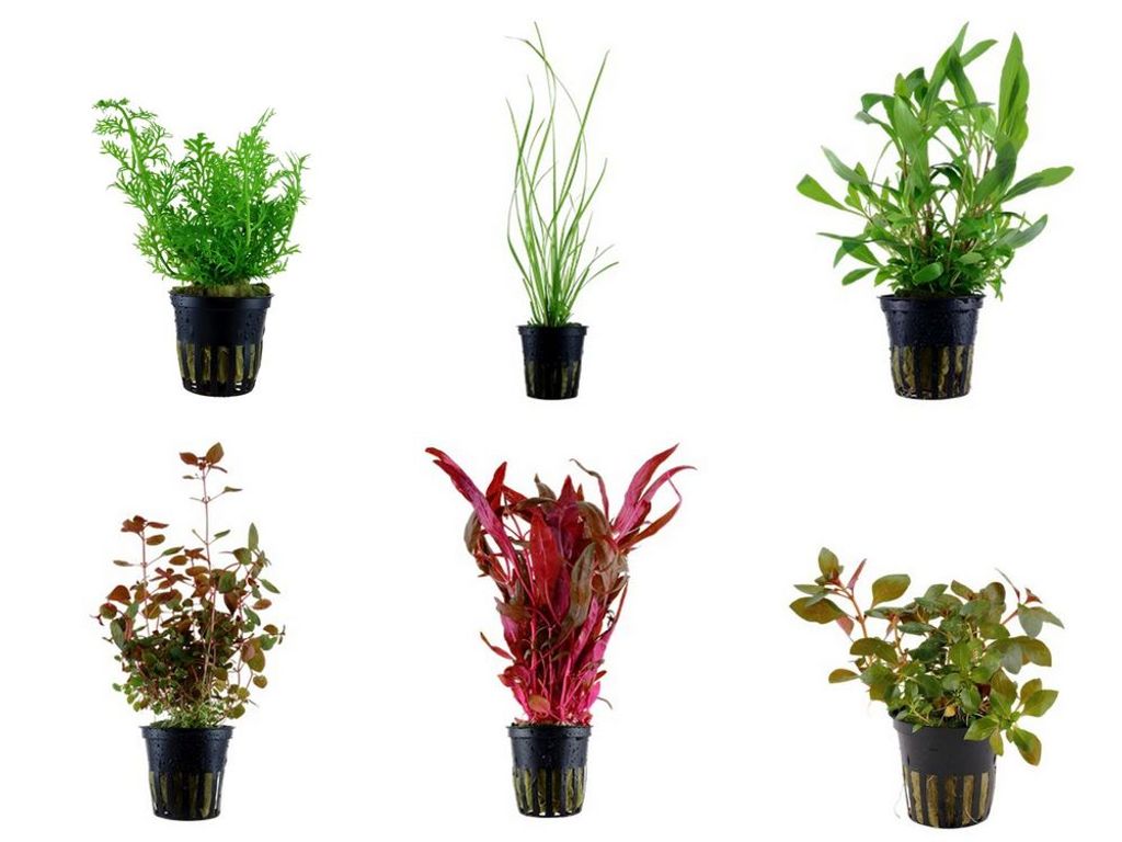 Hintergrund Set mit 6 Tropica Topf Pflanzen Aquariumpflanzenset Nr.27
