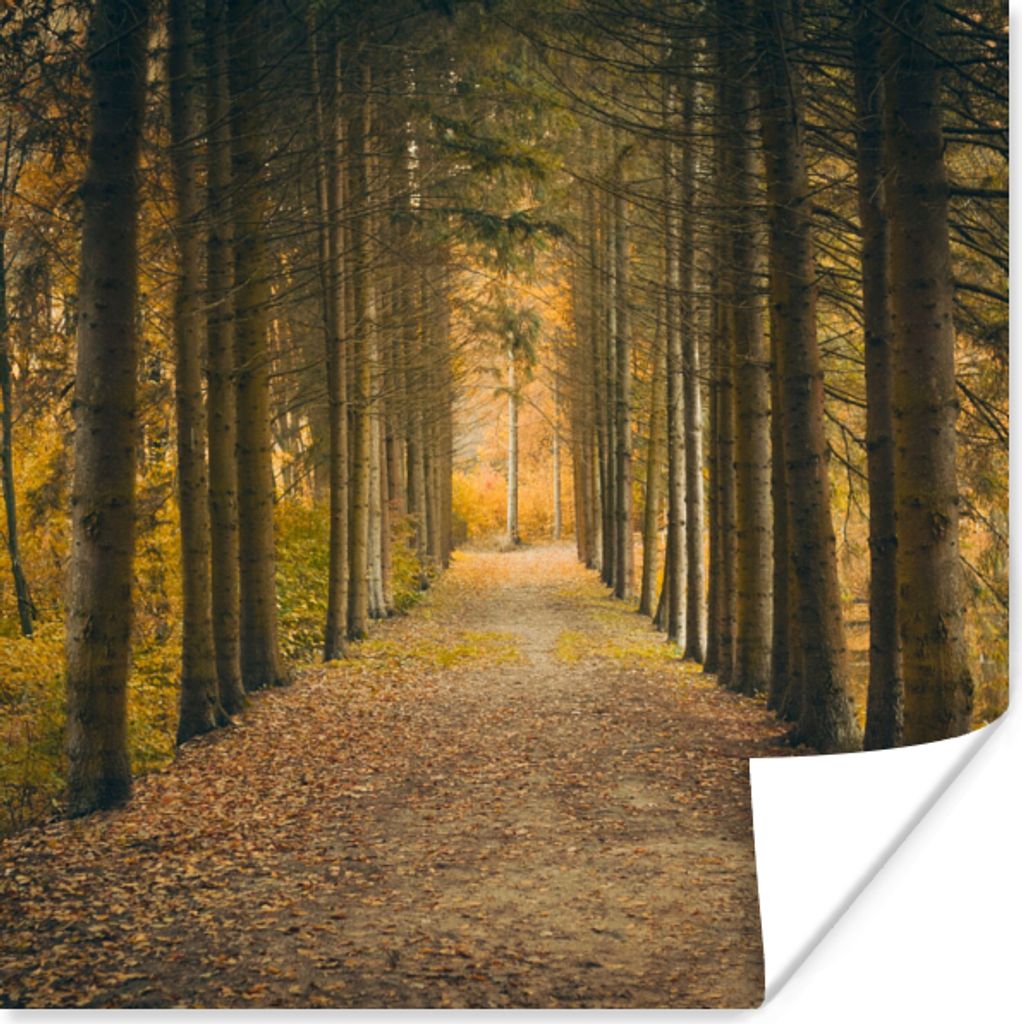 MuchoWow Poster Pfad - Bäume - Wald 100x100 cm - Babyzimmer
