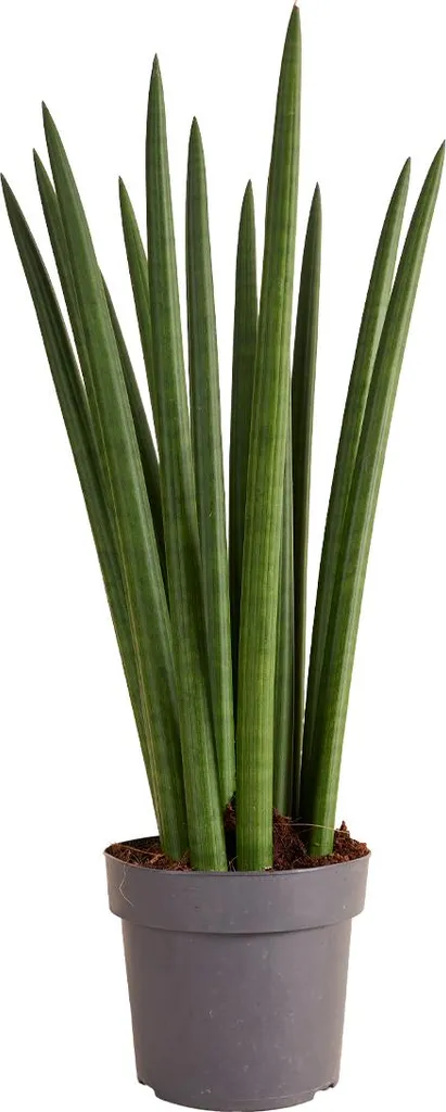 Sansevieria Straight Plante d'intérieur Facile Entretien Hauteur 50cm