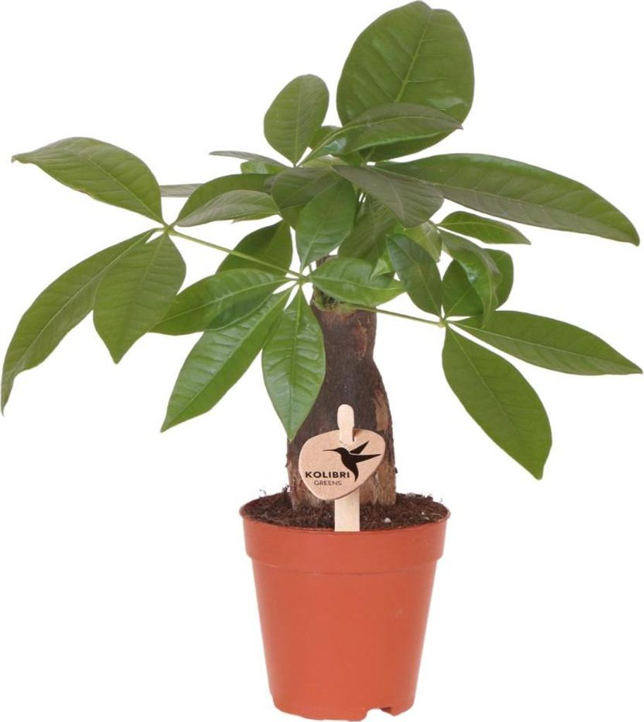 Pachira Glückskastanie – Zimmerpflanze Ø9cm – Geldbaum mit geflochtenem Stamm & grünen Blättern – Pflegeleichte Glückspflanze für Wohnz...