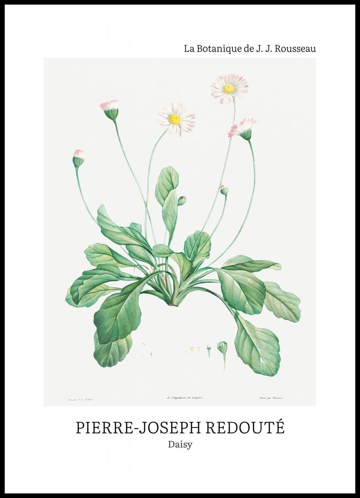 Plakat 70x100cm Design Daisy, Redoute Vintage für das Wohnzimmer