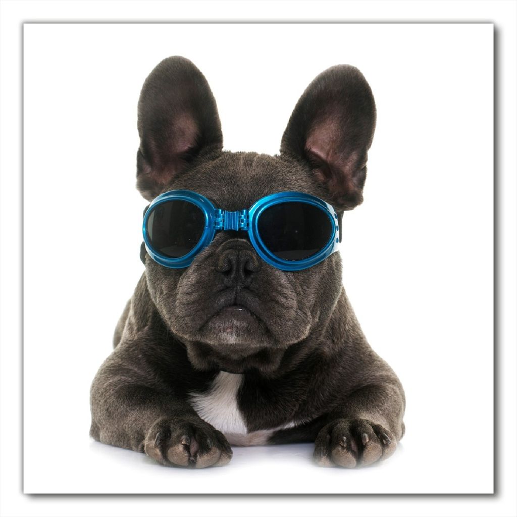 Wallario selbstklebende Möbelfolie/ Tischdecke für Innen und Außen, Größe: 70 x 70 cm - Cooler Hund mit Sonnenbrille in blau - Französische B...