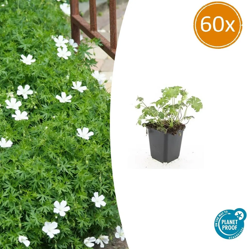Couvre-sol anti-mauvaises herbes : 60 Géraniums vivaces blancs en pot 9cm