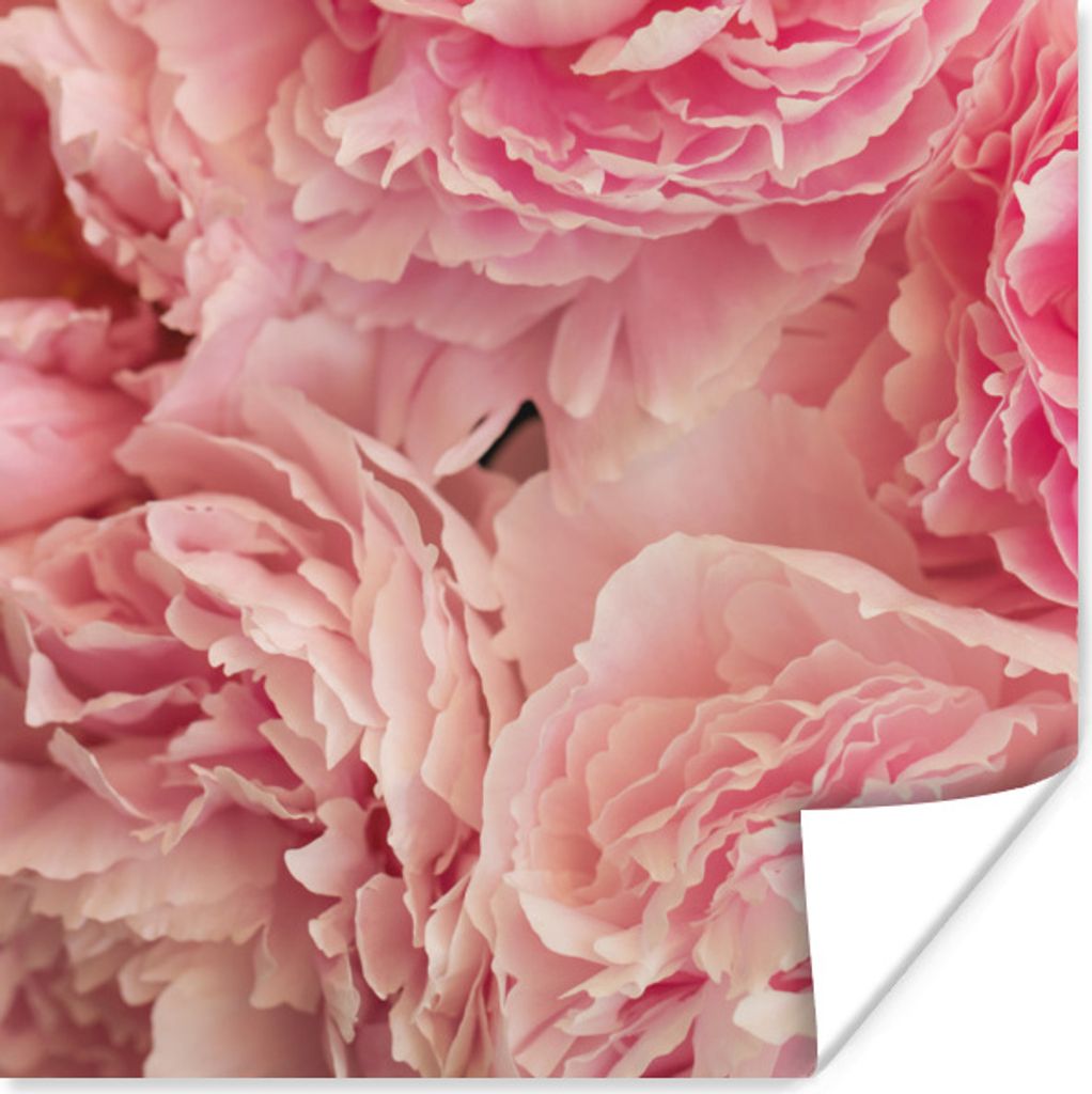 MuchoWow Poster Draufsicht auf einen Strauß rosa Pfingstrosen 30x30 cm - Wandposter - Printing