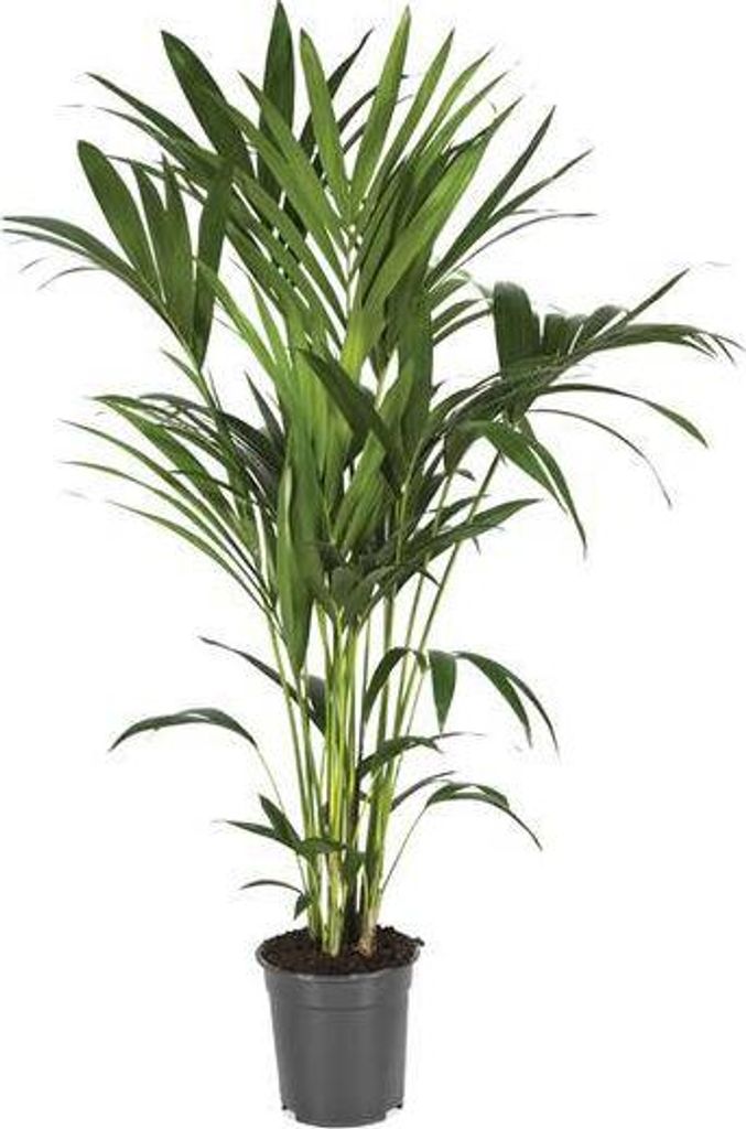 Kentiapalme Howea Forsteriana Ø21cm 120cm Tropische Zimmerpalme Pflegeleicht