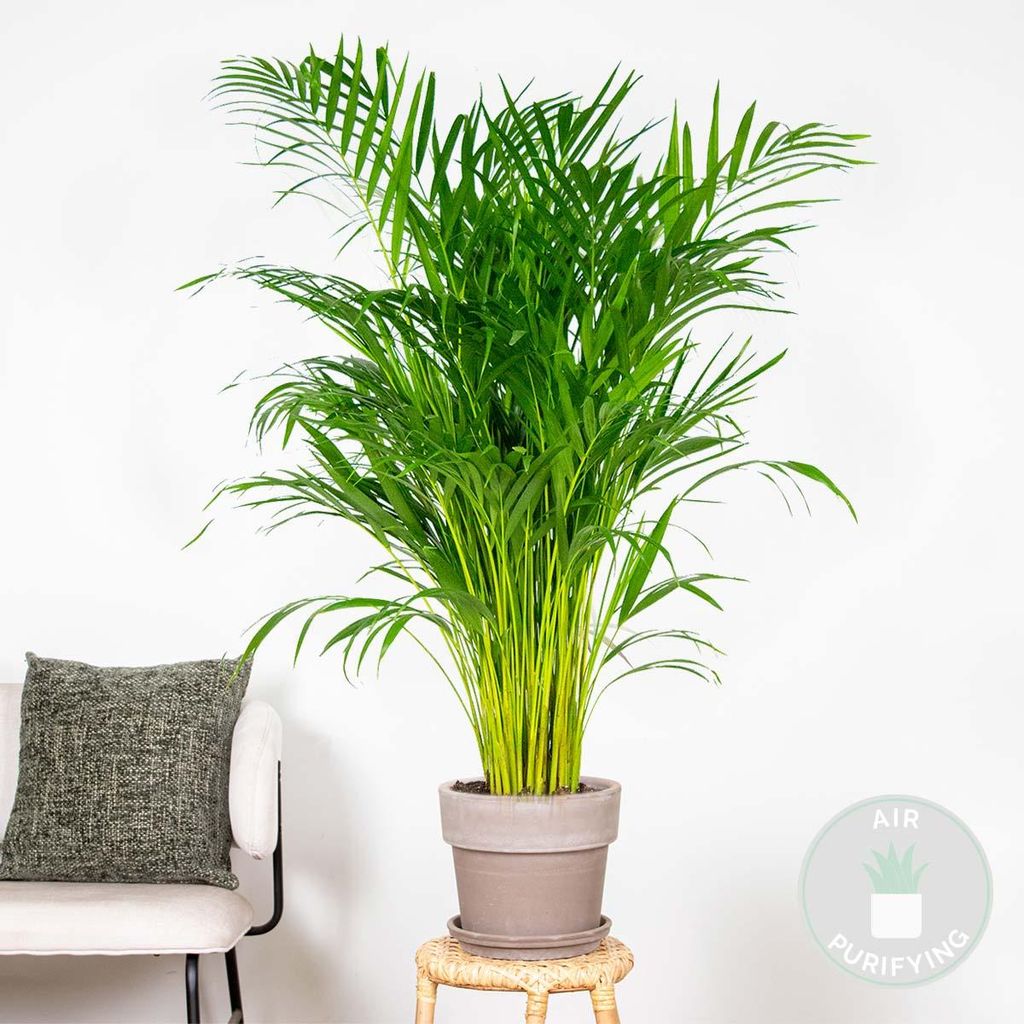 Bloomique Goldfruchtpalme Areca Palme 100-120cm Topf 21cm