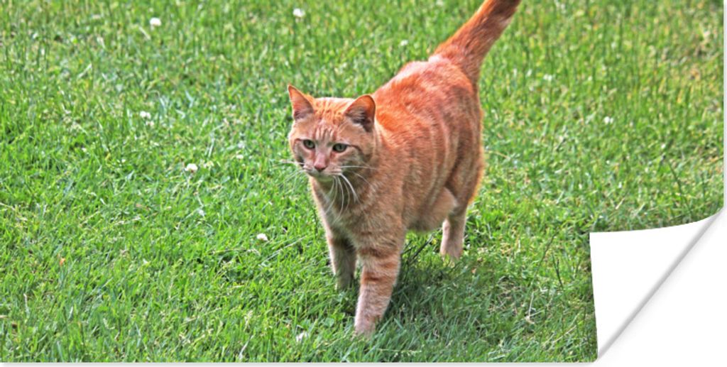MuchoWow Poster Katze - Rot - Katze - Mädchen - Kinder - Jungen - Kind 150x75 cm - ohne Rahmen
