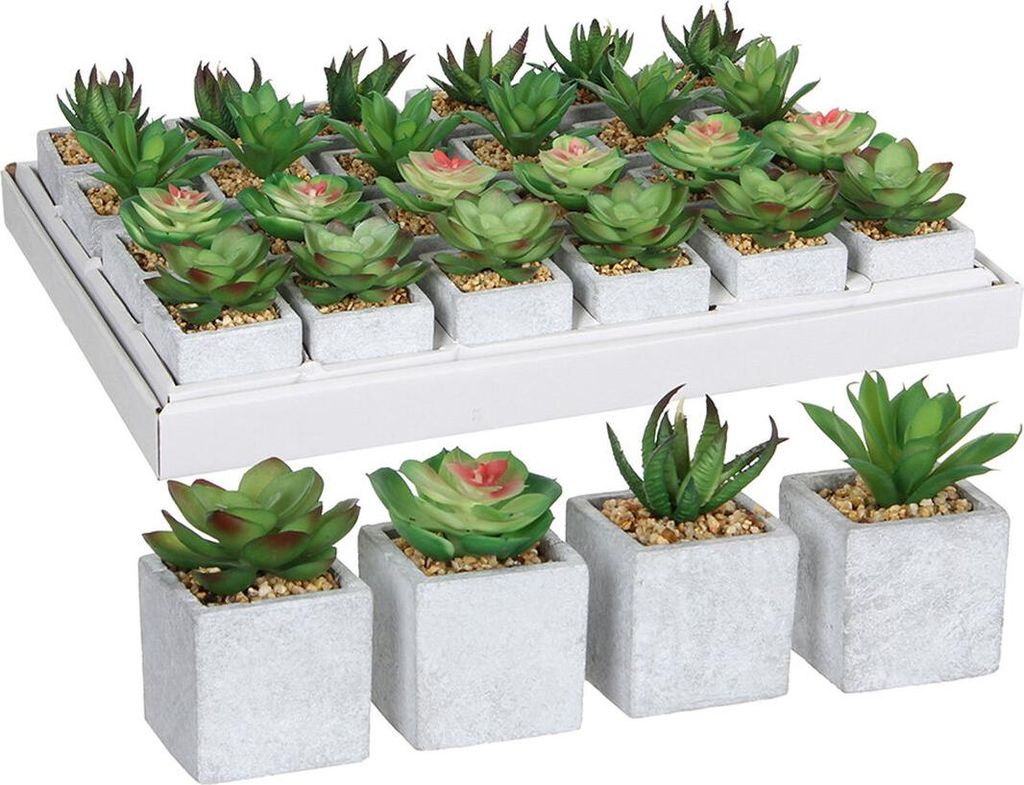 Succulenta Mica in vaso verde 8 x 5 cm Immagine del prodotto 