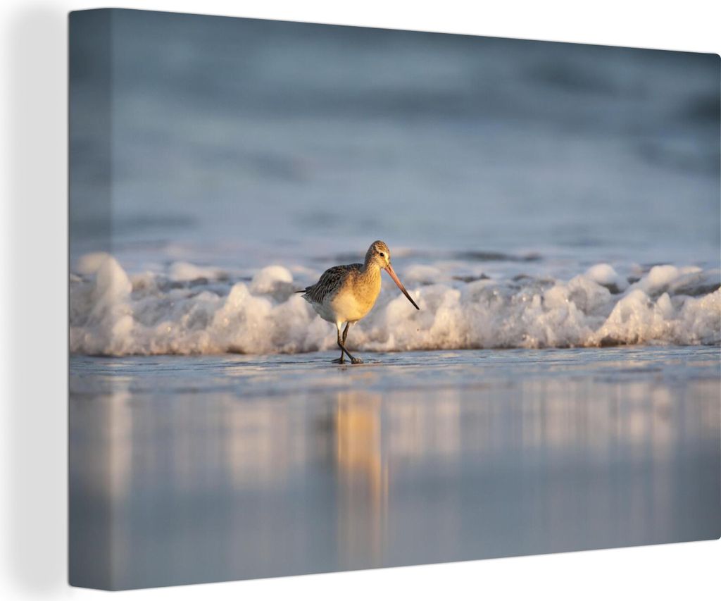 OneMillionCanvasses - Leinwandbilder - 140x90 cm, Rotschenkel entlang der Küstenlinie, Wandbilder Kunstdruck Wanddekoration - Foto auf Leinwand ...