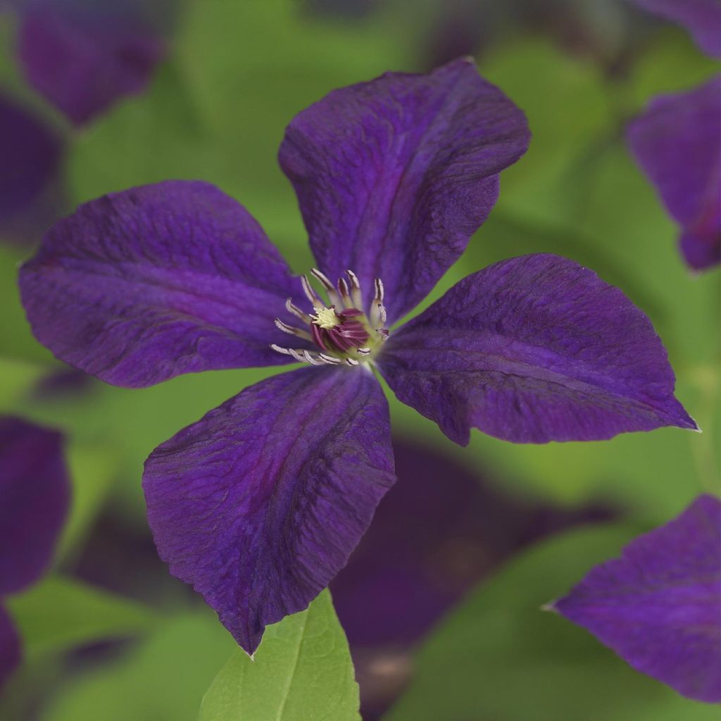 Clematis Polish Spirit 2 Pflanzen Ø11cm 40cm Violette Kletterpflanze Waldrebe