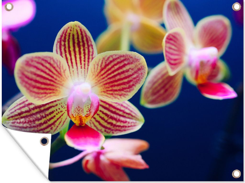 MuchoWow 120x90 cm Outdoor-Poster Gartendeko Sichtschutz Garten Poster für den Garten Von Orchidee