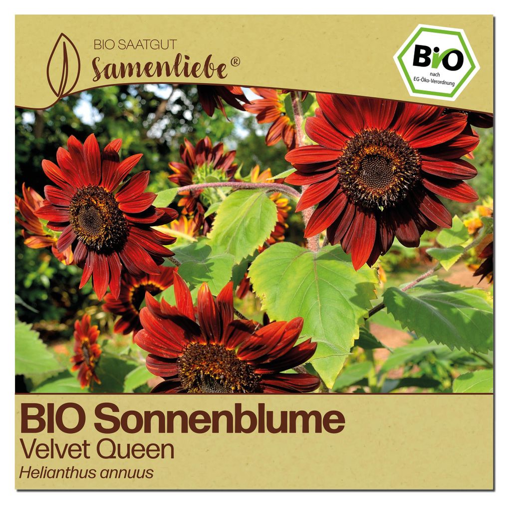 Samenliebe  Sonnenblume Samen | Velvet Queen - dunkelrot - Produktbild 