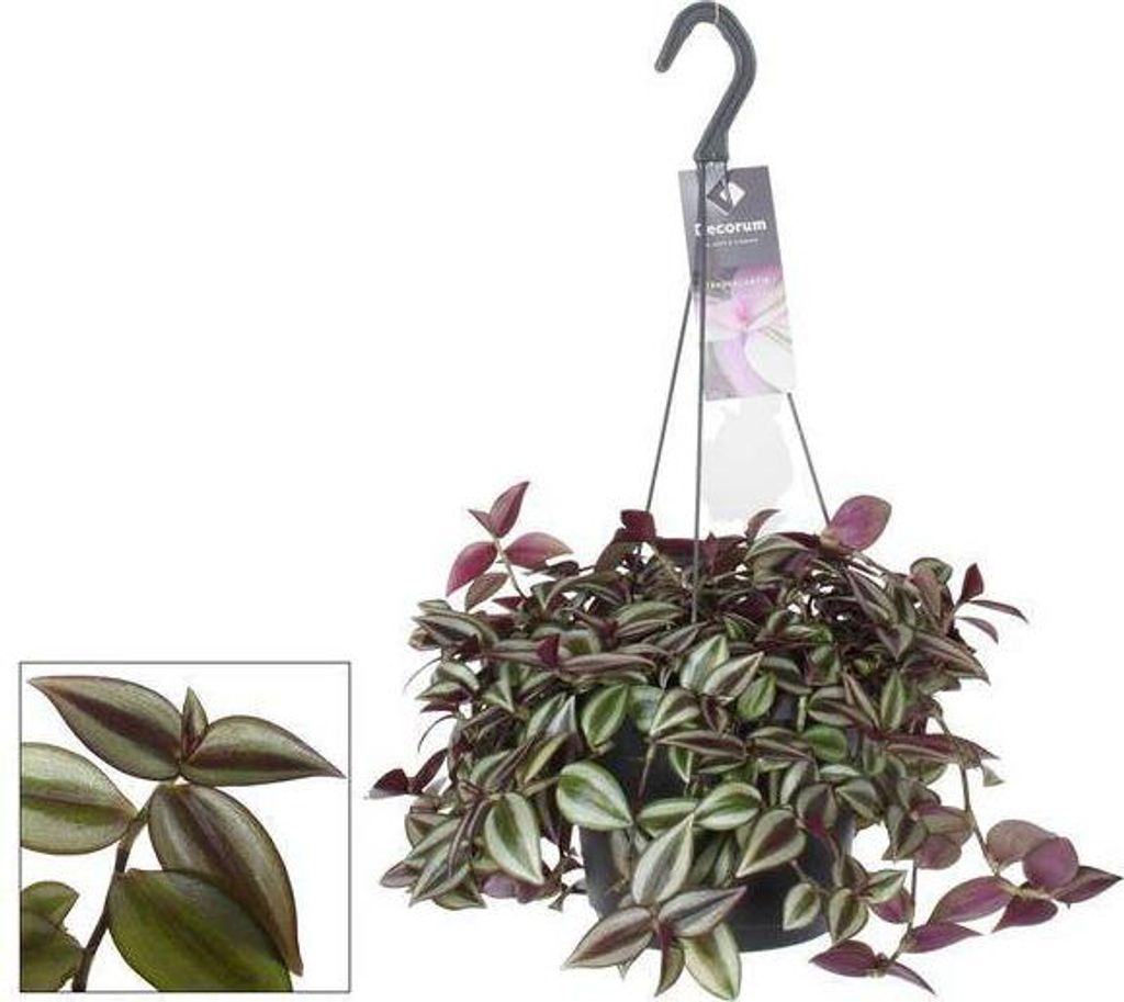 Tradescantia Zebrina Purpusii - roslina doniczkowa, Zdjęcie produktu 