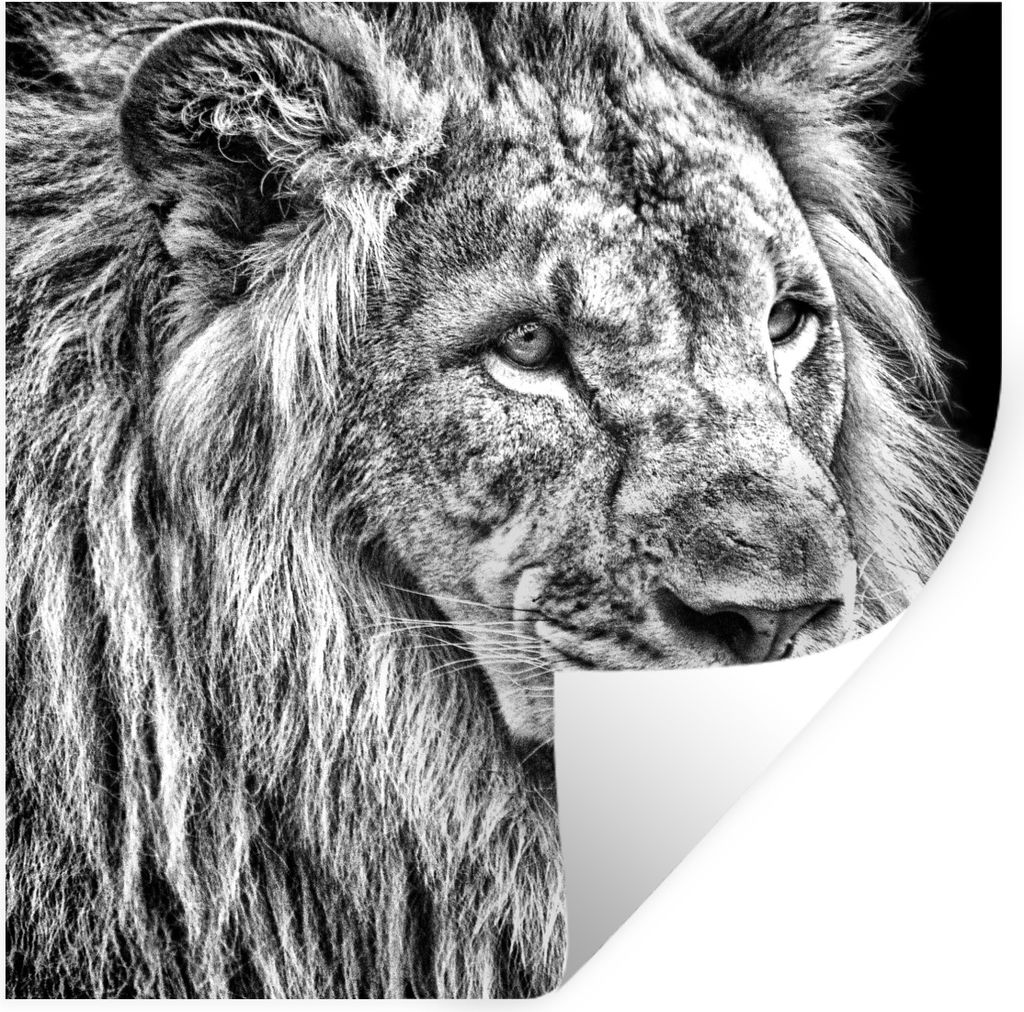 MuchoWow Wandtattoo Wandsticker Wandaufkleber Porträt - Löwe - Schwarz und weiß 50x50 cm Selbstklebend und Repositionierbar - Selbstklebend - ...