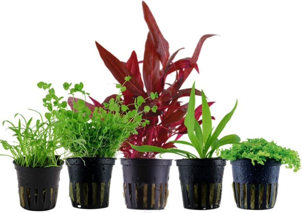 Pflanzen Set mit 5 Vordergrund Topf Aquarium Wasserpflanzen AquaOne Nr.138