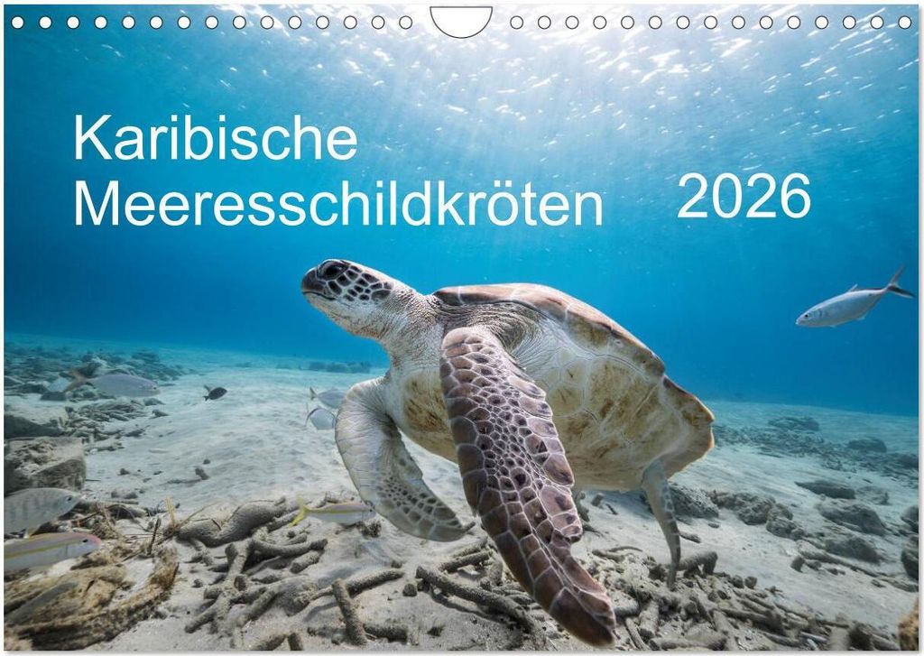 Karibische Meeresschildkröten (Wandkalender 2026 DIN A4 quer), CALVENDO Monatskalender