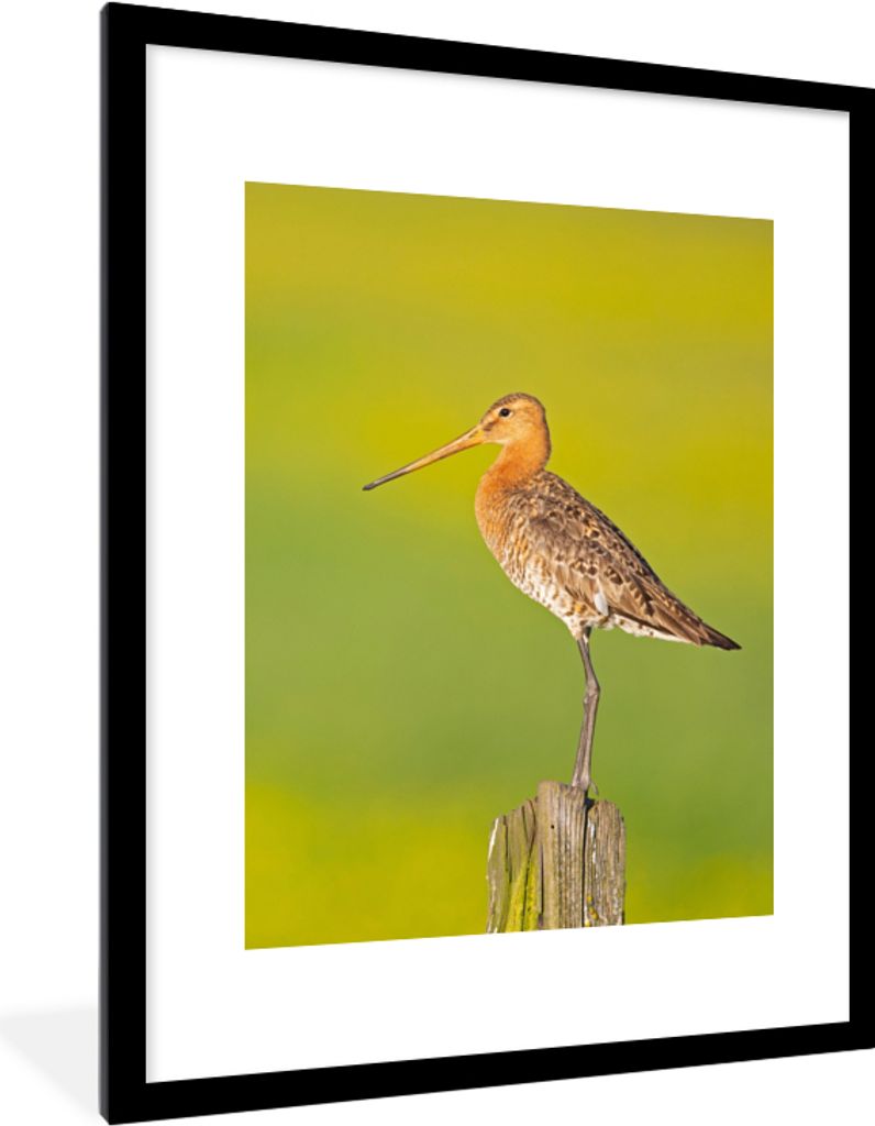 MuchoWow Gerahmtes Poster Vogel - Tiere - Uferschnepfe - Pfahl - Grün 60x80 cm - Poster mit Schwarzem Bilderrahmen Wandposter Rahmen Foto Bilder...