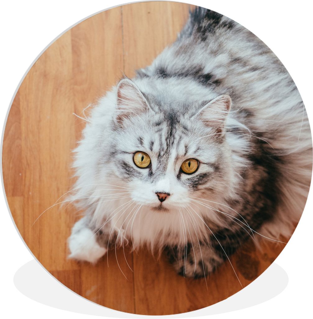 MuchoWow Rundes Wandbild - Runde Bilder Maine Coon Katze schaut auf Ø 60 cm Kreis Wanddekoration Kunststoff - Wandkreis - Wandschmuck - Wand Kre...