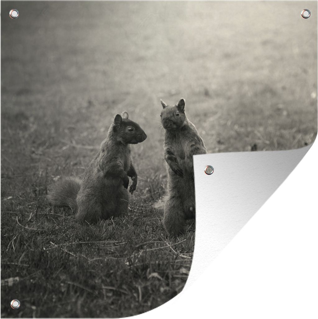 MuchoWow 50x50 cm Outdoor-Poster Gartendeko Sichtschutz Garten Poster für den Garten Zwei Eichhörnchen im Gras