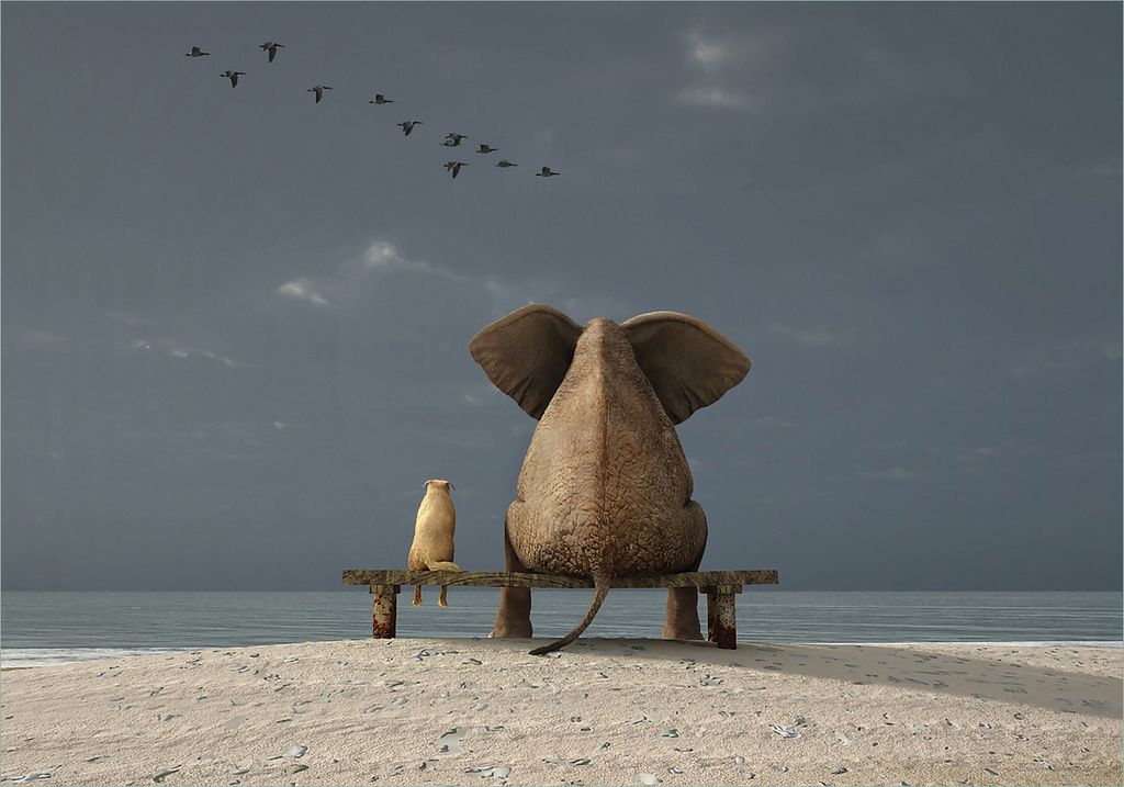 Wallario Poster - Elefant und Hund sitzen auf einer Bank, Kunstdruck Größe: 70 x 100 cm