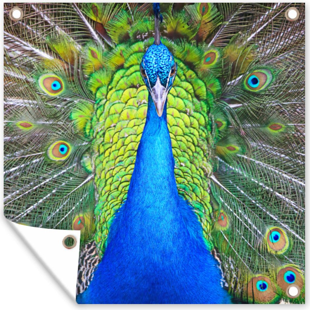 MuchoWow 100x100 cm Outdoor-Poster Gartendeko Sichtschutz Garten Poster für den Garten Pfau - Blau - Grün