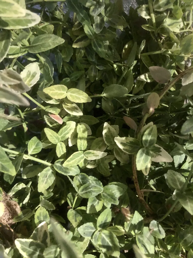 Euonymus fortunei Emerald & Gold - Fusain rampant en pot de 9x9 cm