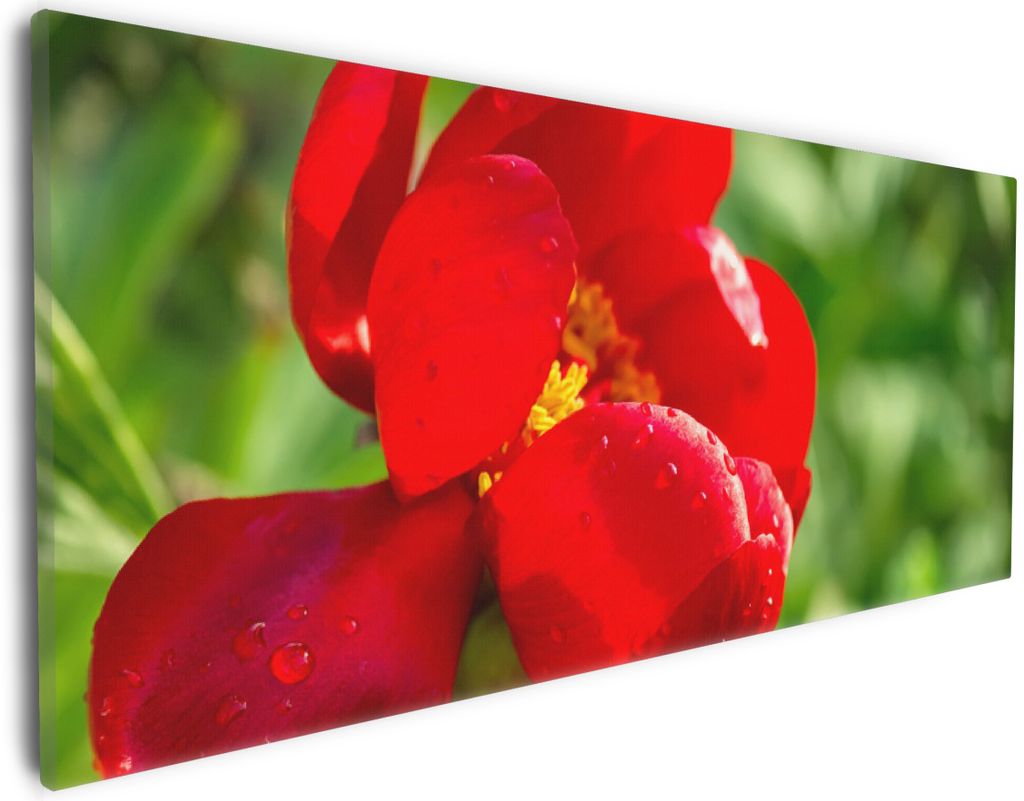 Wallario Premium Leinwandbild Wilde rote Pfingstrose in Nahaufnahme in Größe 30 x 75 cm