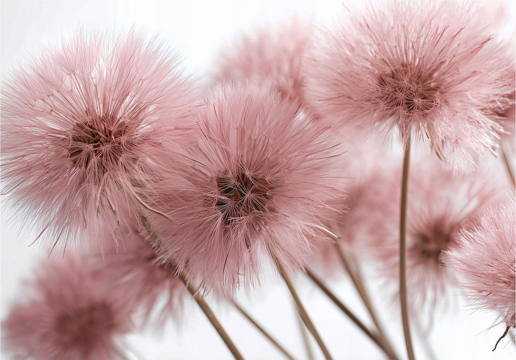 Fototapete Pusteblume Boho Natur - 350x250 cm - inklusive kleister - Vlies Tapete - Vliestapete Wohnzimmer Schlafzimmer Küche Modern Wandtapete