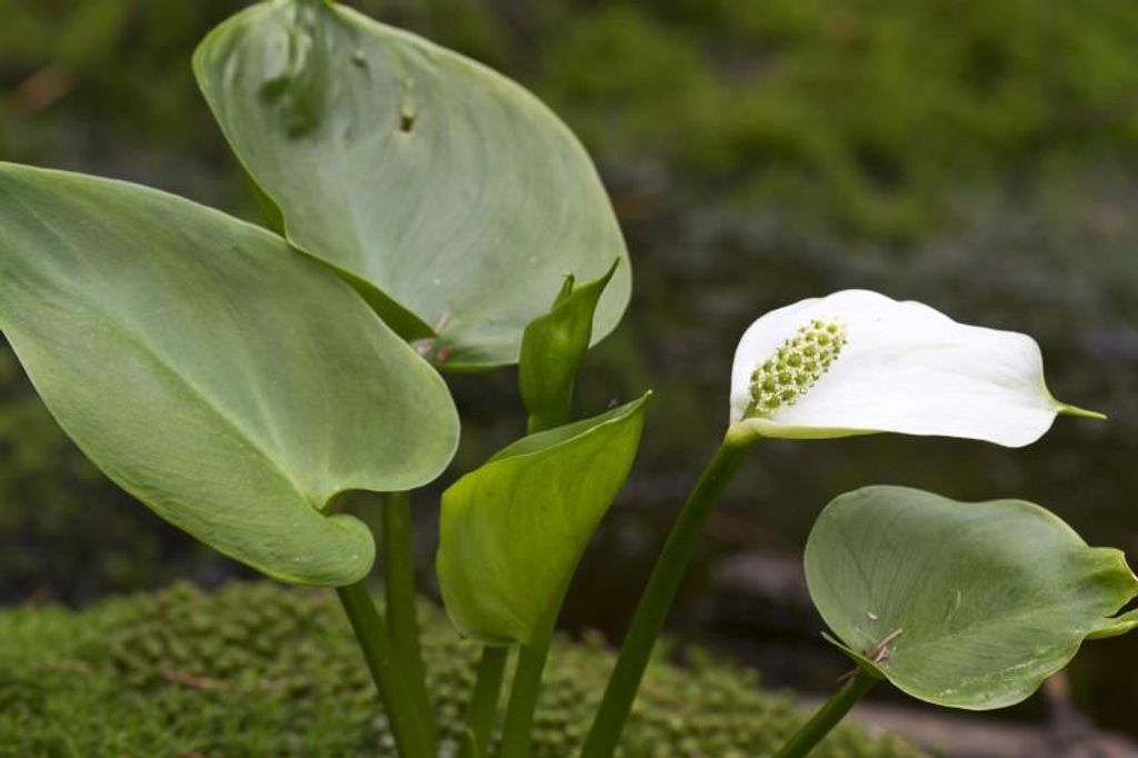 Sumpf Calla Drachenwurz  30 Samen Produktbild 