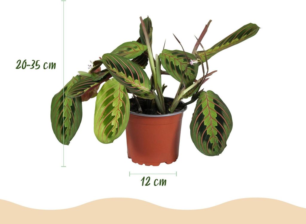 Green boutiQ - Zimmerpflanze - Chlorophytum - Maranta - Calissia - Nephrolepsis - Mix aus 4 - Haustierfreundliche Pflanzen - Grün - 4 Pflanzen - m...