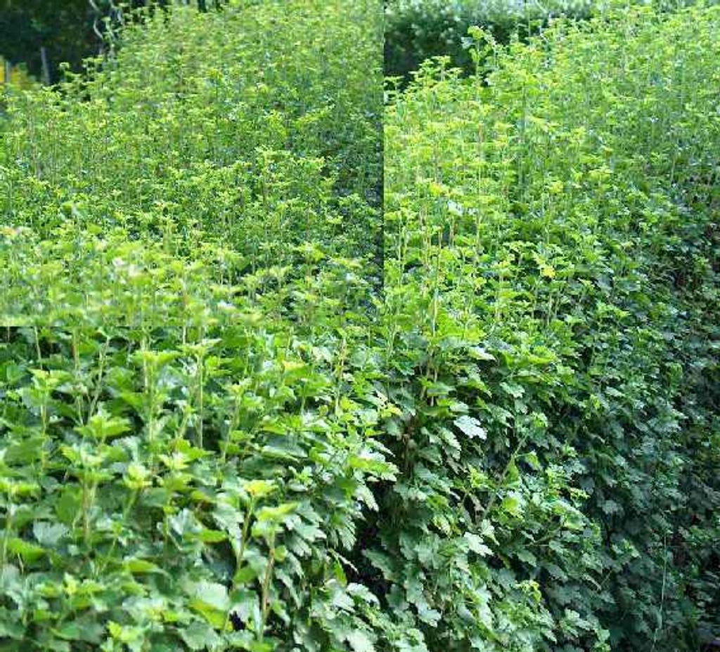 150 Stecklinge Zierjohannisbeere für 30 Meter Hecke