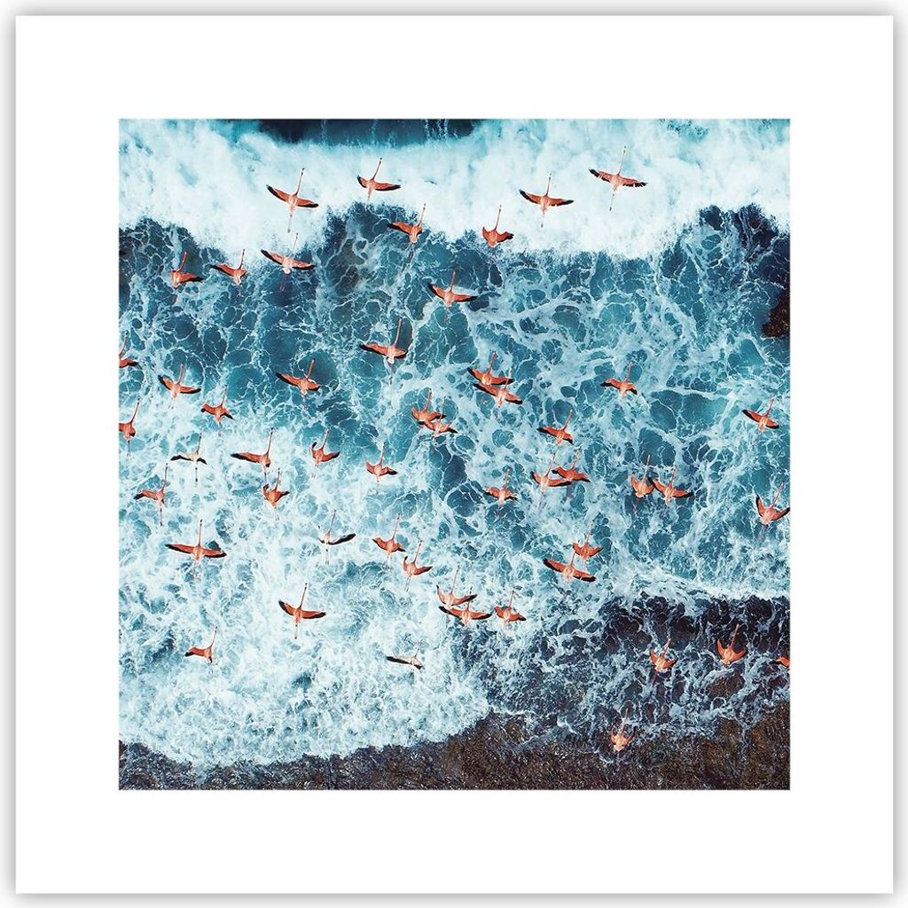 Poster - Poster ohne Rahmen - Flamingos Karibik Vögel - Produktbild 