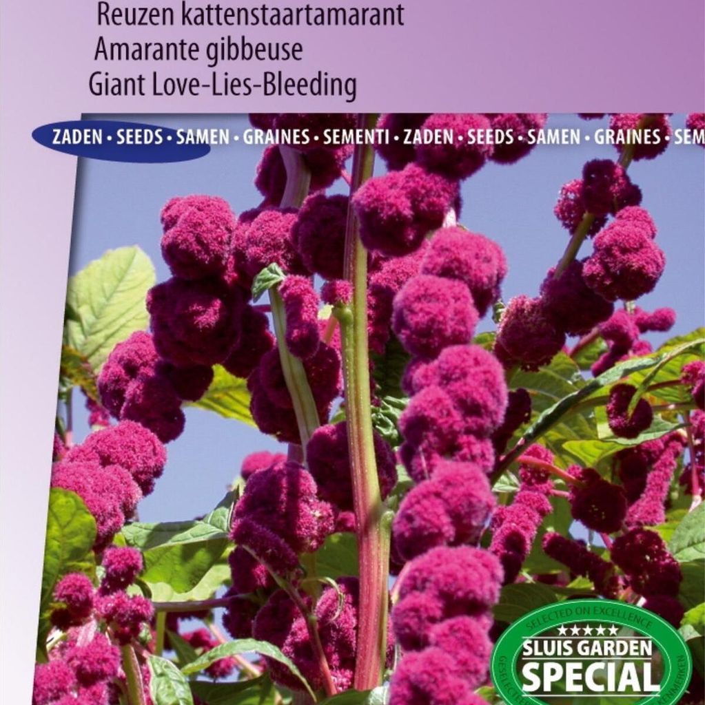 Dreadlocks Giant Cattail Amaranth Seeds of – Züchten Sie einzigartige Amaranthus-Blumen für Garten und Blumensträuße – hohe Qualität und h...