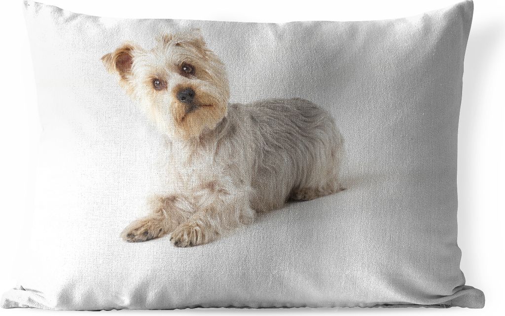MuchoWow Outdoor Kissen - Yorkshire Terrier schaut in die Kamera - 60x40 cm - Wetterfest - Lounge Kissen - Zierkissen - Kissen für Innenräume
