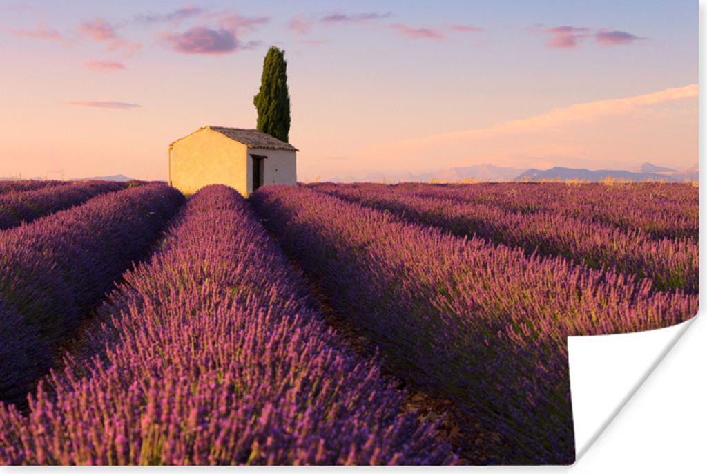 MuchoWow Poster Reihen von lila Lavendel 30x20 cm - Plakate - Print