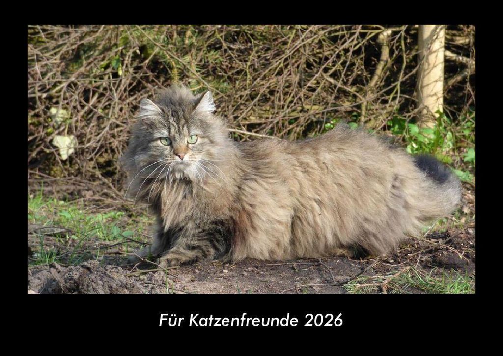 Für Katzenfreunde 2026 Fotokalender - Querformat DIN A3, Monatskalender mit Bild-Motiven von Haustieren, Bauernhof, wilden Tieren und Raubtieren