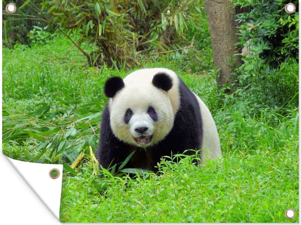 MuchoWow 80x60 cm Outdoor-Poster Gartendeko Sichtschutz Garten Poster für den Garten Panda - Gras - Tier