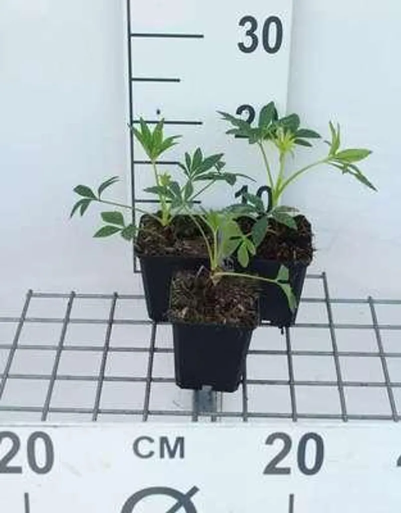Plante d'ombre Helleborus foetidus - Lot de 6 en pot de 9 cm