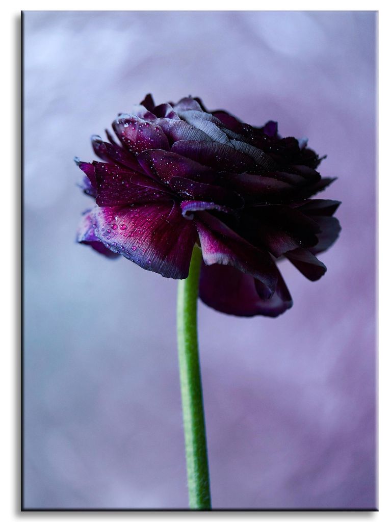 Leinwanddruck Botanik Lila Blume 50x70 cm