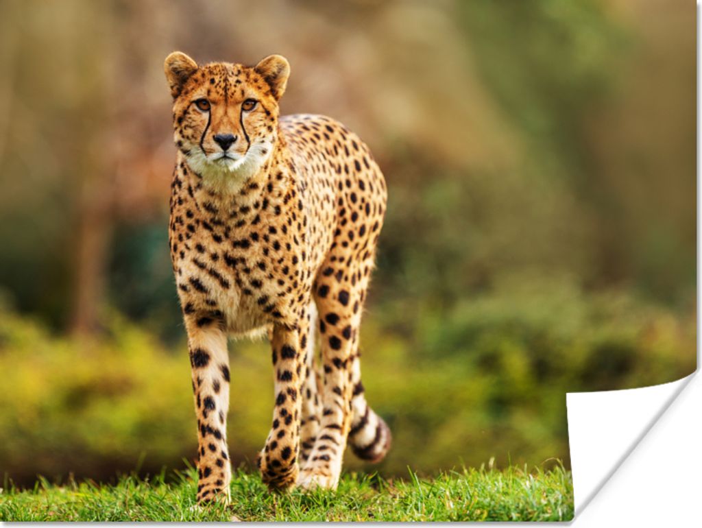 MuchoWow Poster Wildtiere - Gras - Leopard - Natur 40x30 cm - Plakate für die Wände - Poster Wohnzimmer