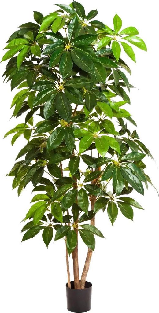 aplanta Künstlicher Schefflera Baum - Omar | 220 cm, Echtholzstamm, für drinnen, Kunstbaum, wie echt, Allergiker geeignet, pflanzliche Dekoration...