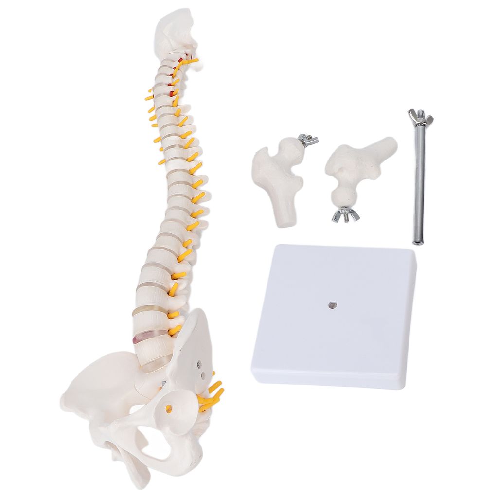 Model kręgosłupa, elastyczny anatomiczny model kręgosłupa z Zdjęcie produktu 
