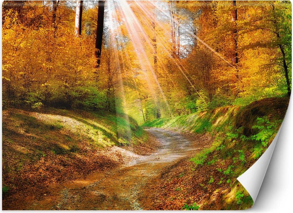 Vlies fototapete Fußweg im Wald 350x245 cm Feeby Orange inkl. Kleber einfache Montage