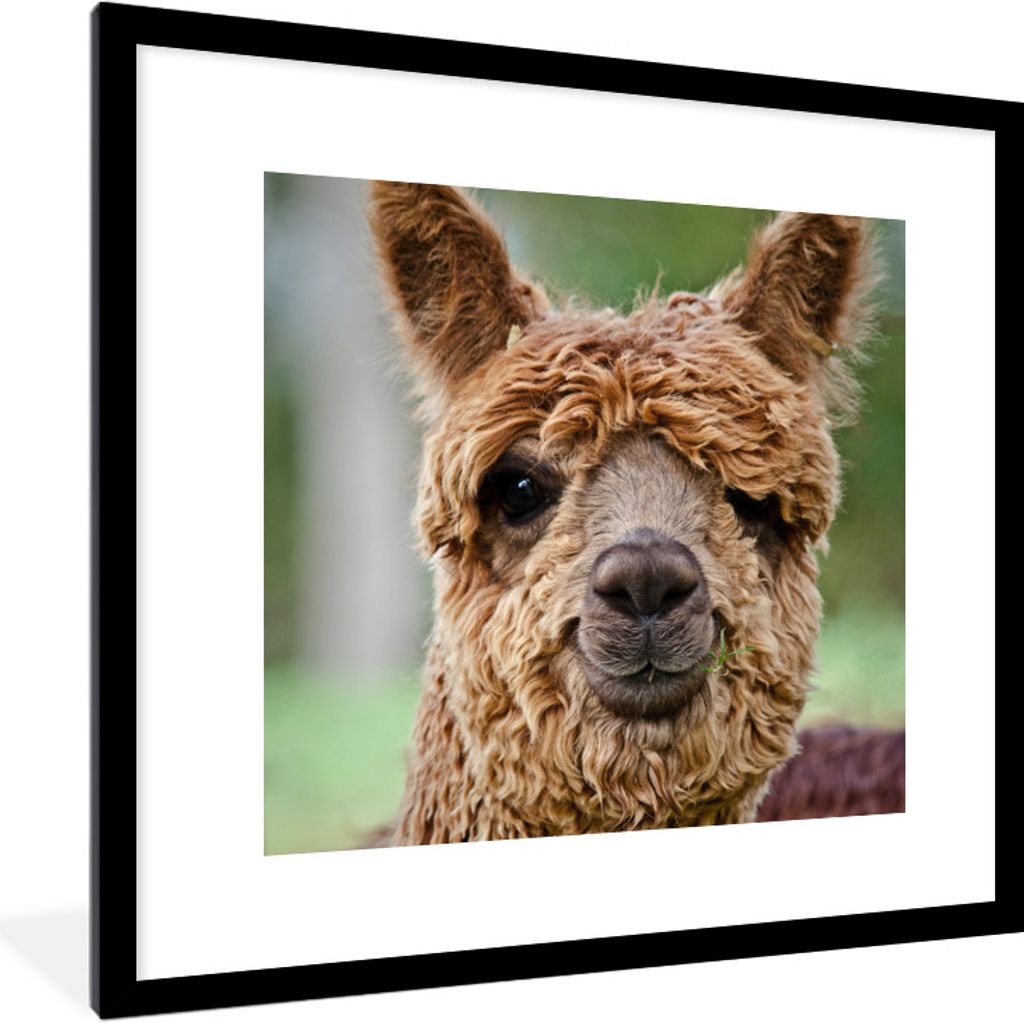 MuchoWow Gerahmtes Poster Lama - Braun - Makro 40x40 cm - Poster mit Schwarzem Bilderrahmen Wandposter Rahmen Foto Bilder - Poster - Plakat im Ra...